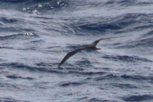 Petrel de las Juan Fernández - ML625268951