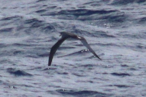 Petrel de las Juan Fernández - ML625268952