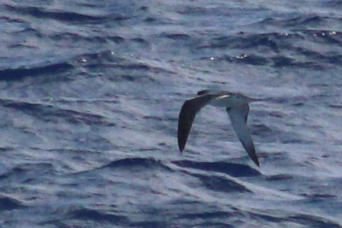 Petrel de las Juan Fernández - ML625268953