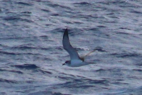 Petrel de las Juan Fernández - ML625268954