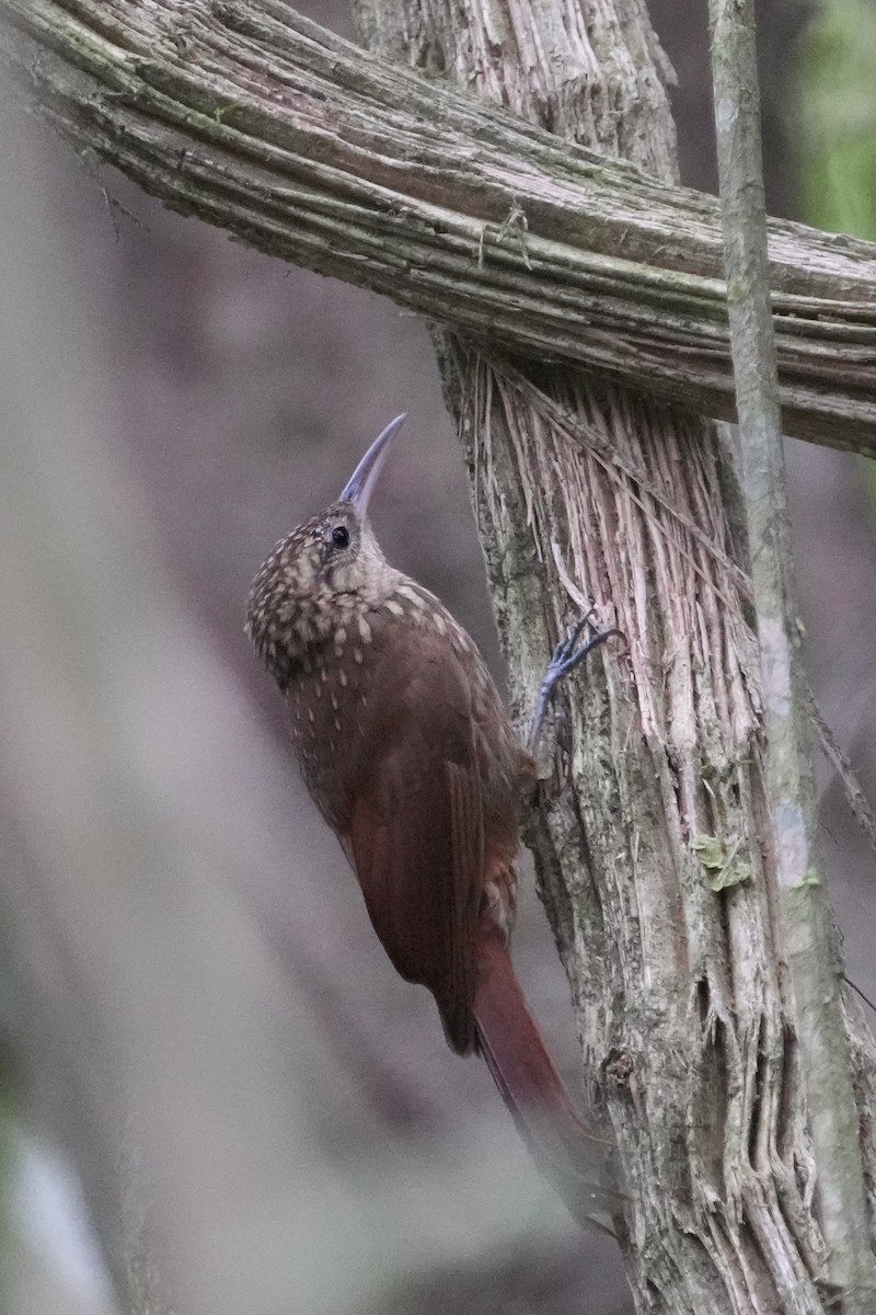Ceara Woodcreeper - ML625268976