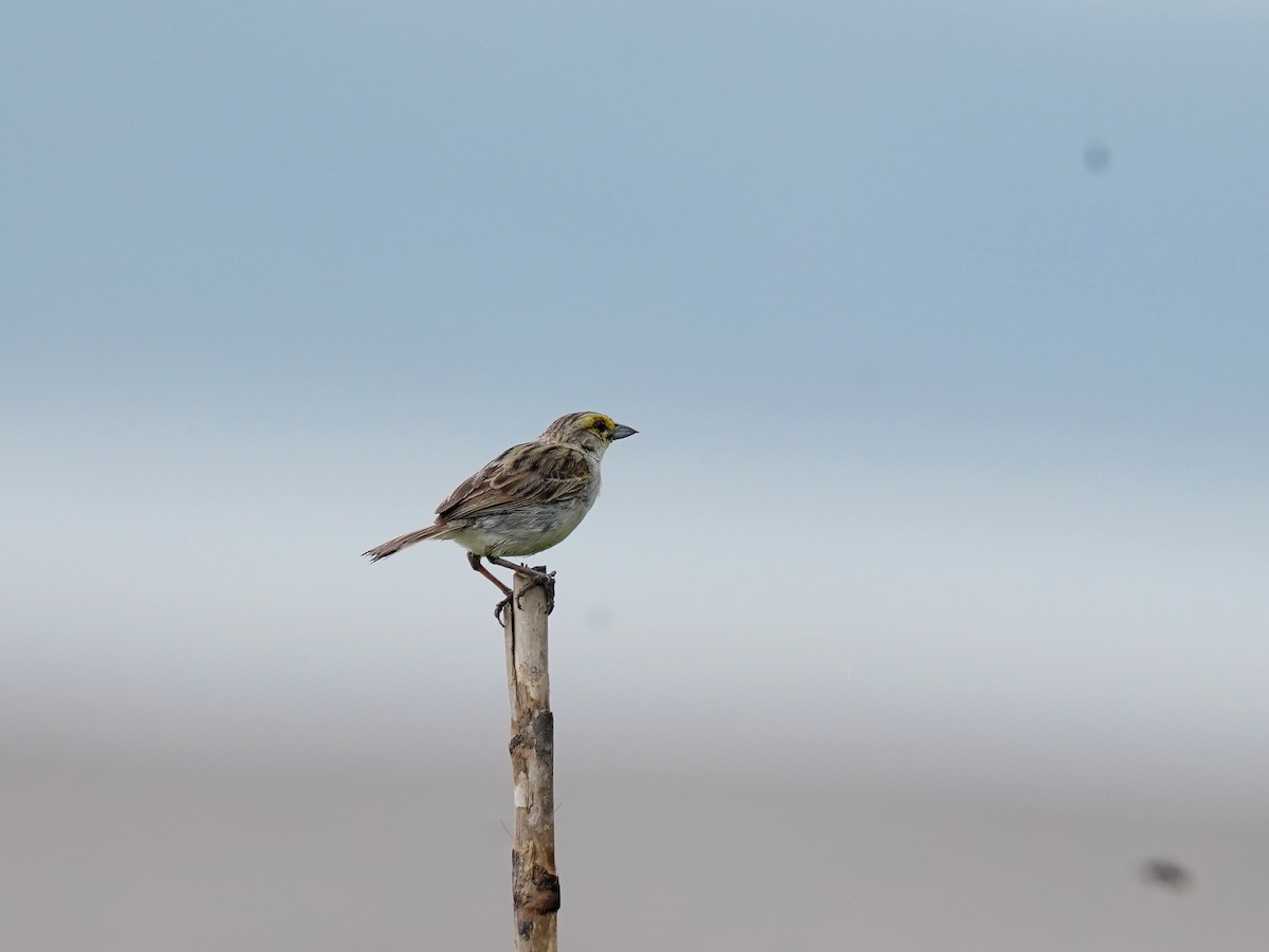 Yellow-browed Sparrow - ML625268990