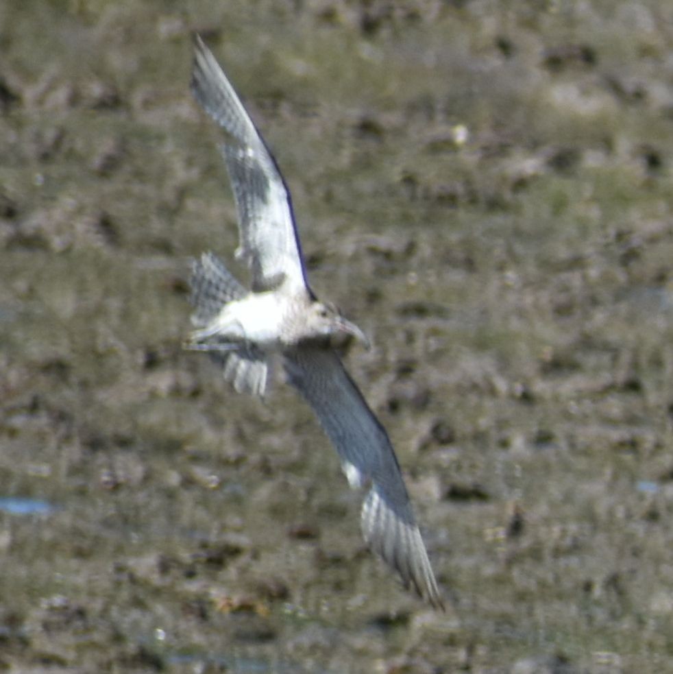 Whimbrel - ML625269026