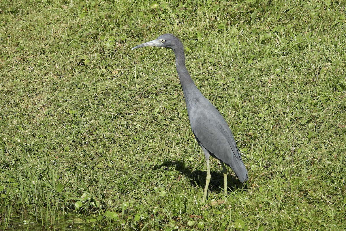 Little Blue Heron - ML625269061