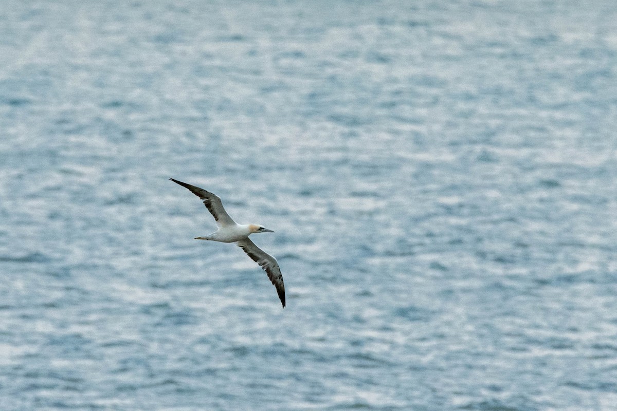 Northern Gannet - ML625269106