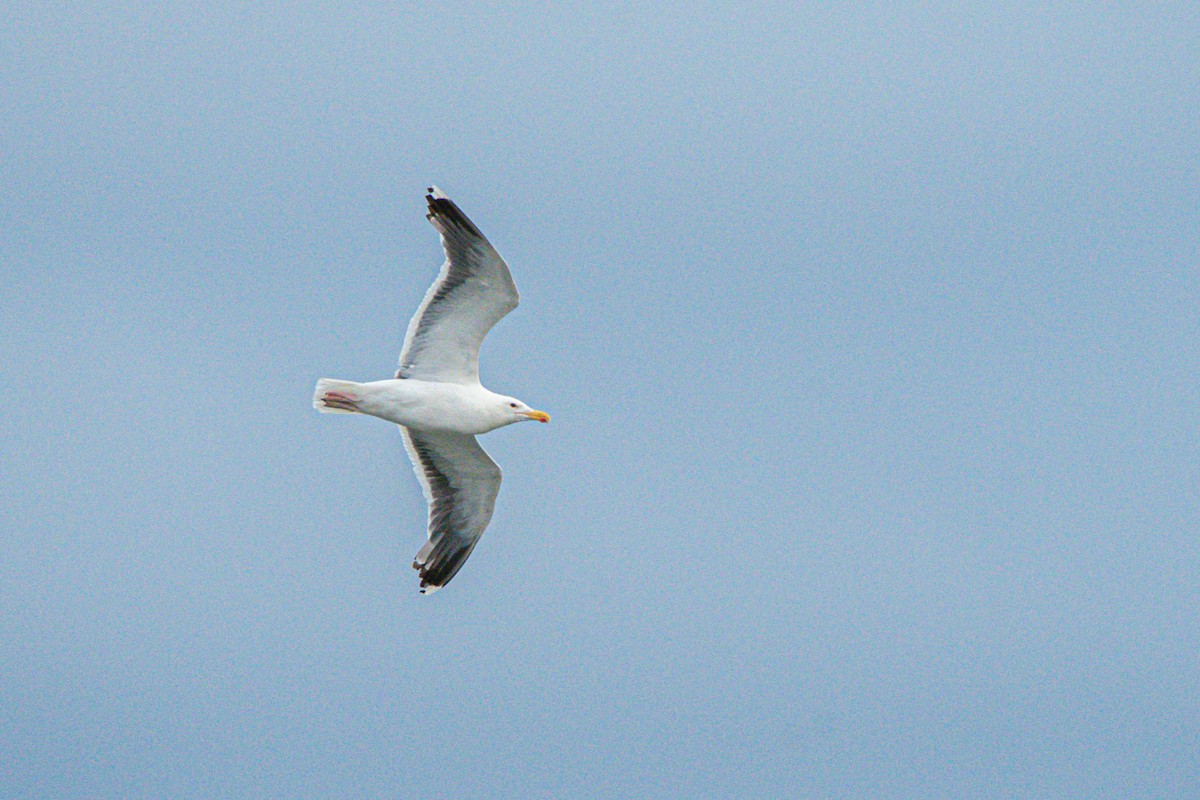 Great Black-backed Gull - ML625269115
