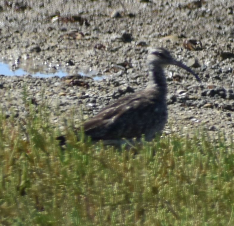 Whimbrel - ML625269118