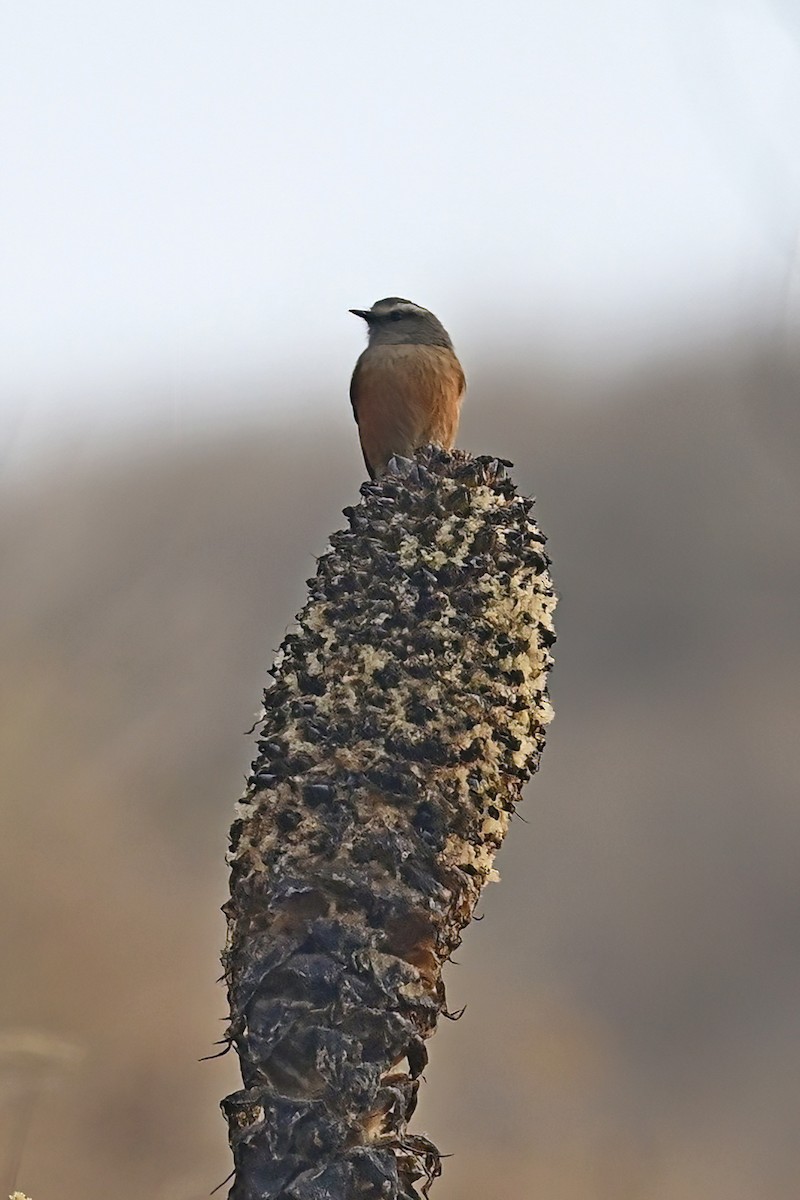 Brown-backed Chat-Tyrant - ML625269165