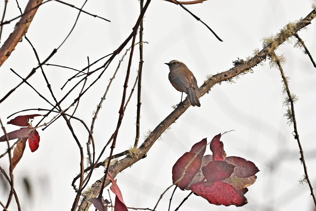 Brown-backed Chat-Tyrant - ML625269166