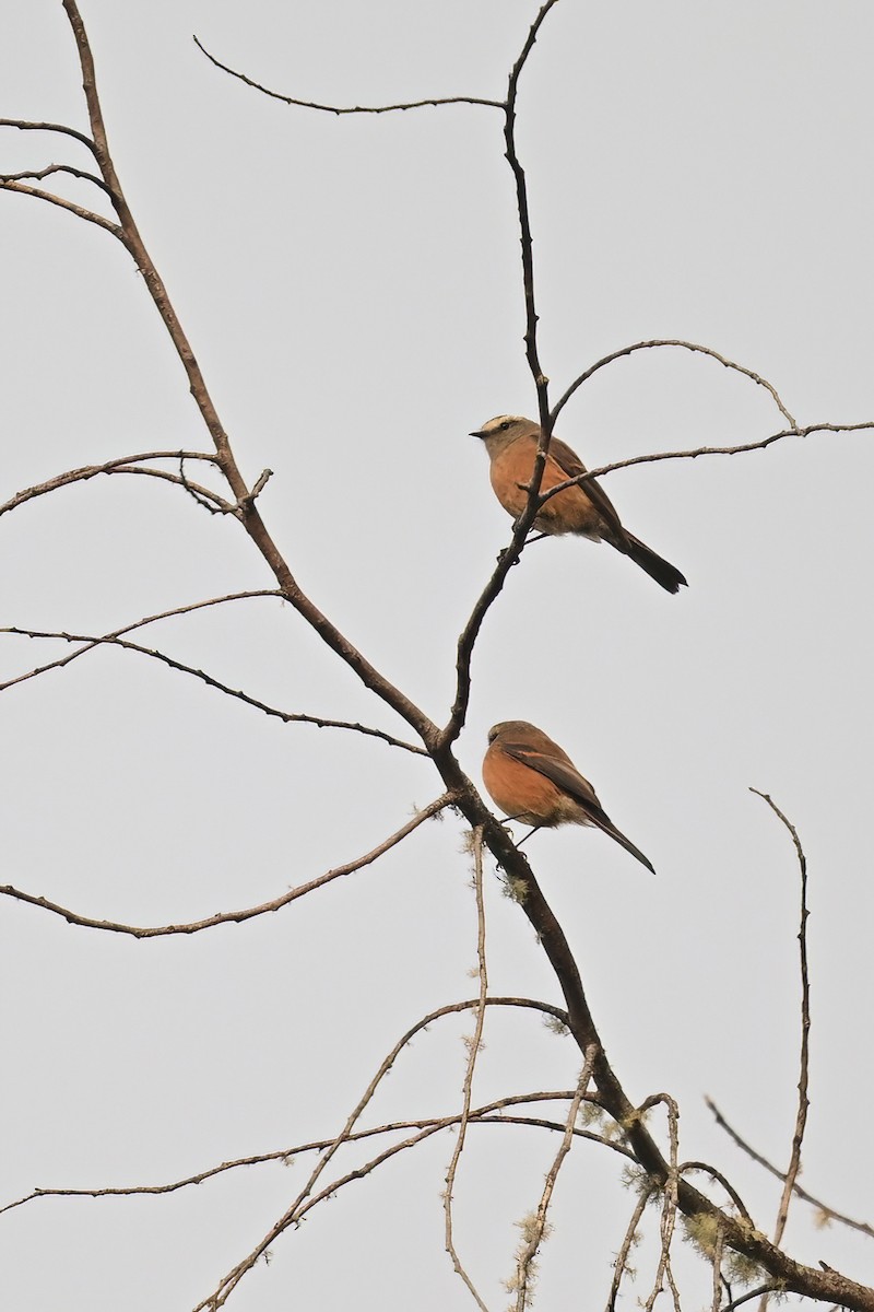 Brown-backed Chat-Tyrant - ML625269168