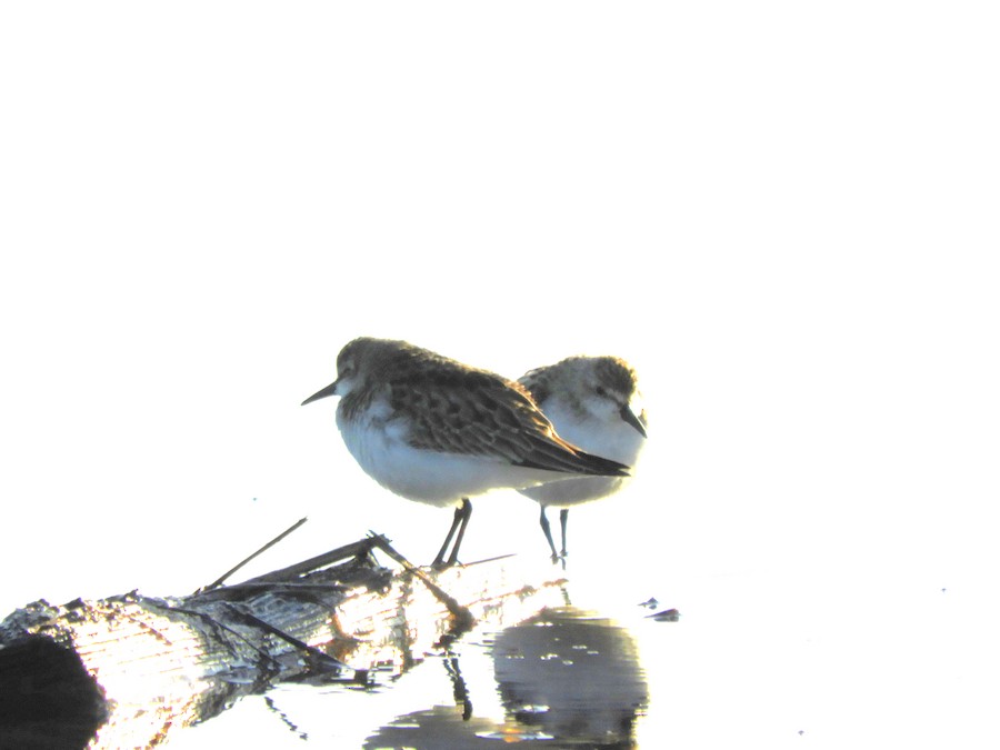 Semipalmated Sandpiper - Laura Markley
