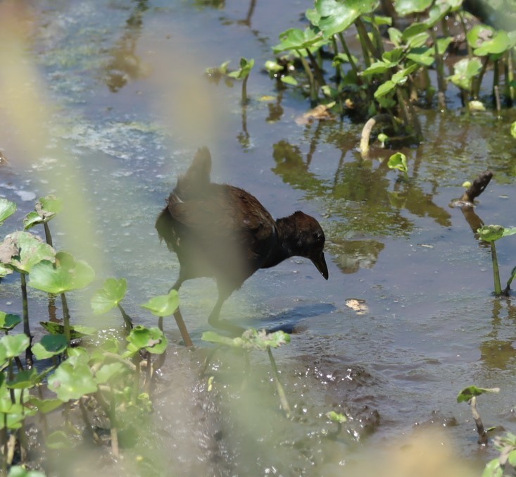 Black Crake - ML625269325