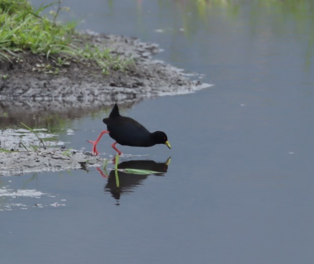 Black Crake - ML625269326