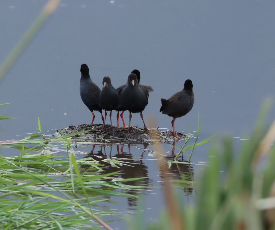 Black Crake - ML625269328