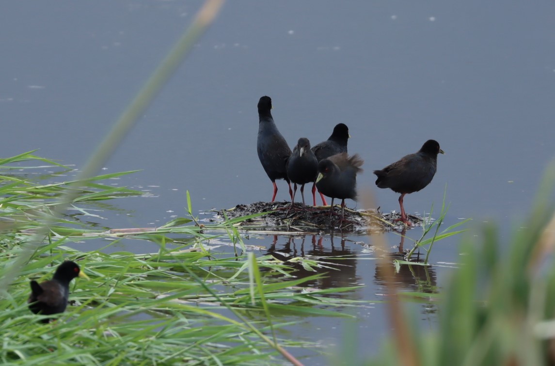 Black Crake - ML625269329