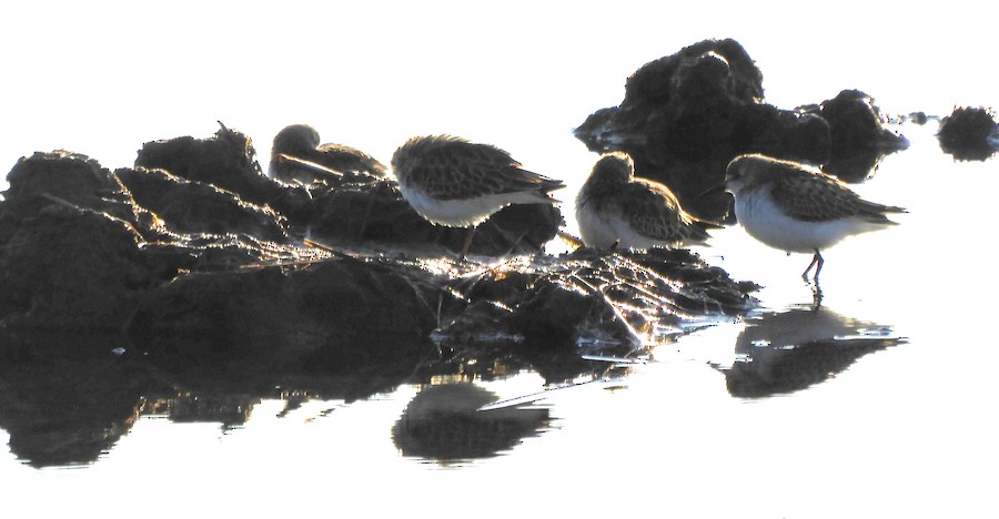 Semipalmated Sandpiper - Laura Markley