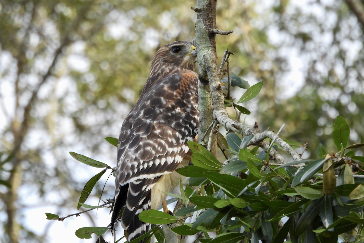 Red-shouldered Hawk - ML625269352