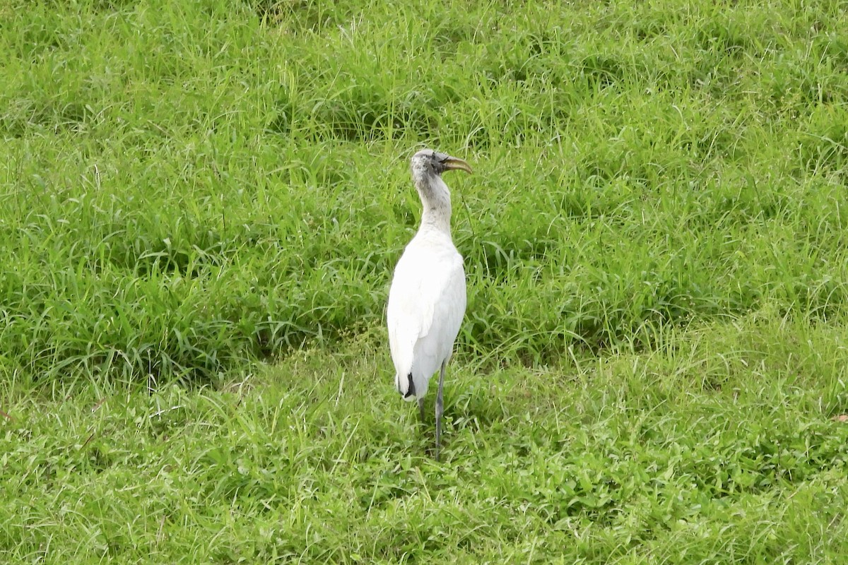 Wood Stork - ML625269427