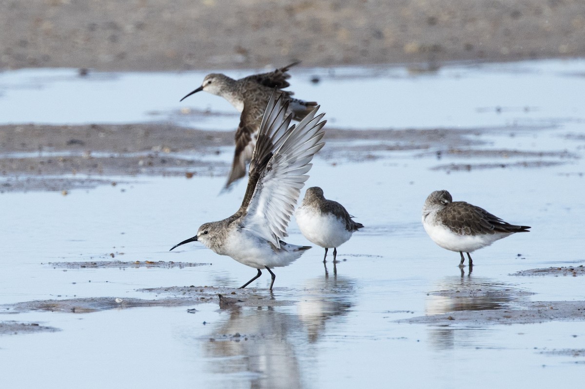 Curlew Sandpiper - ML625269438