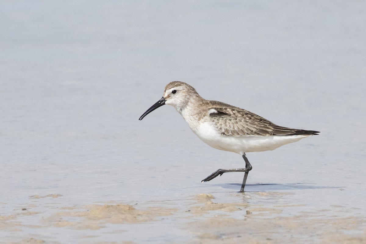 Curlew Sandpiper - ML625269439