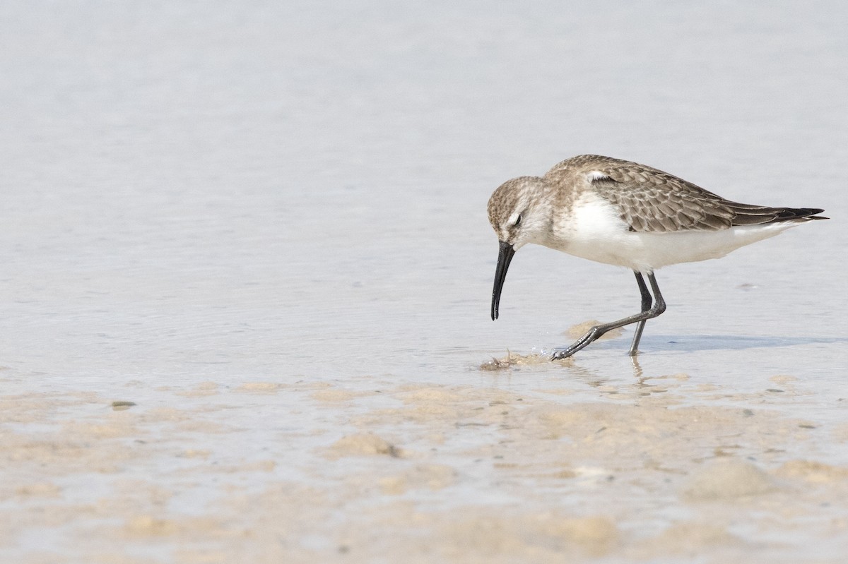 Curlew Sandpiper - ML625269440