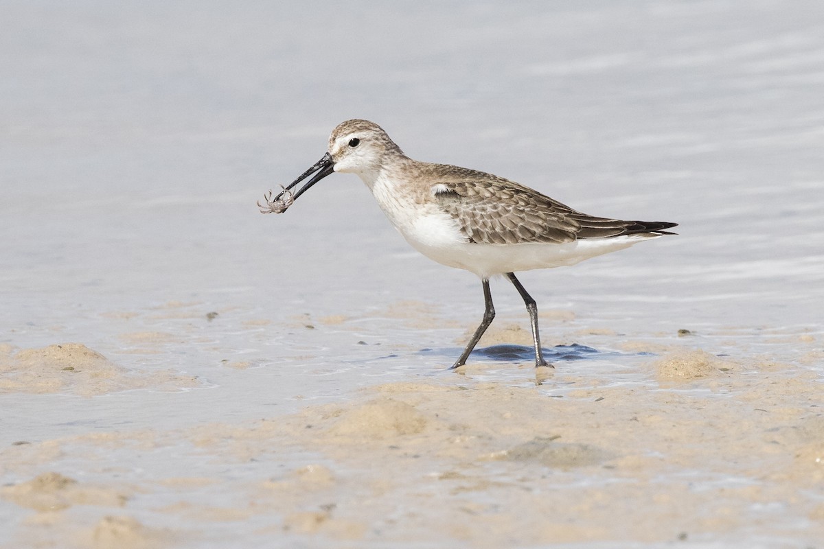 Curlew Sandpiper - ML625269442