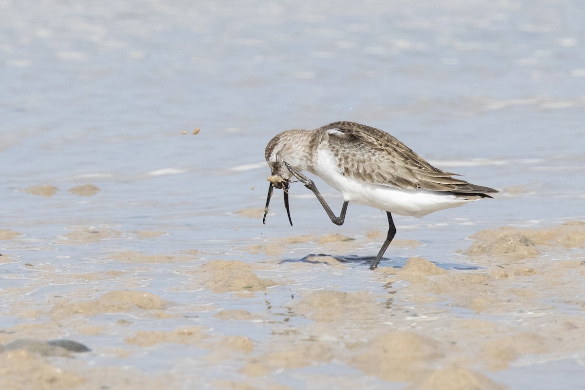 Curlew Sandpiper - ML625269443