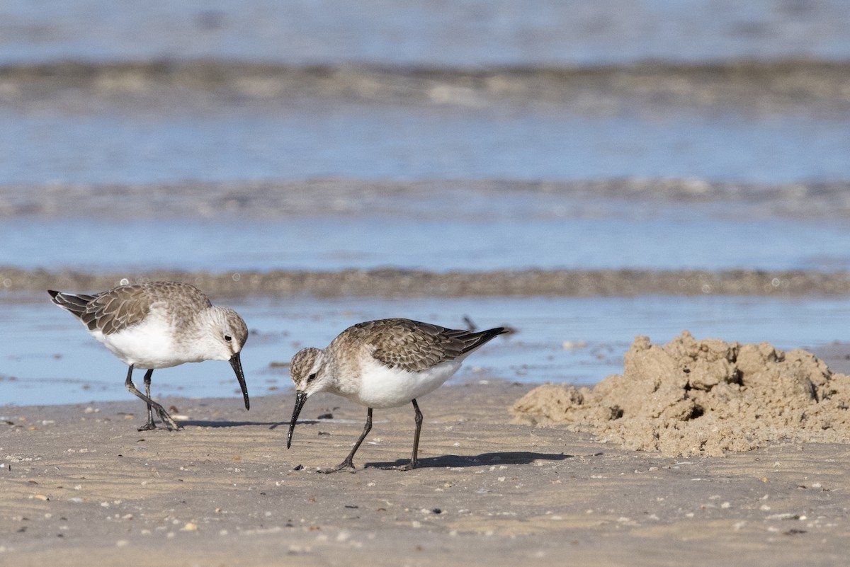 Curlew Sandpiper - ML625269444