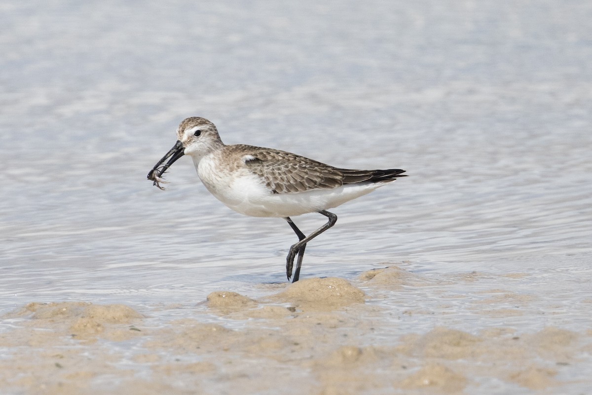 Curlew Sandpiper - ML625269445