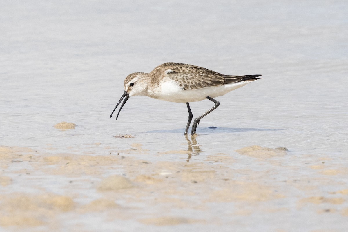 Curlew Sandpiper - ML625269446