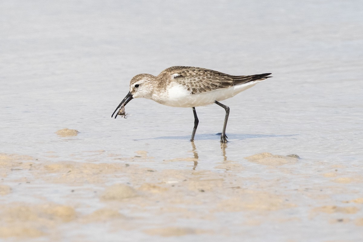 Curlew Sandpiper - ML625269448