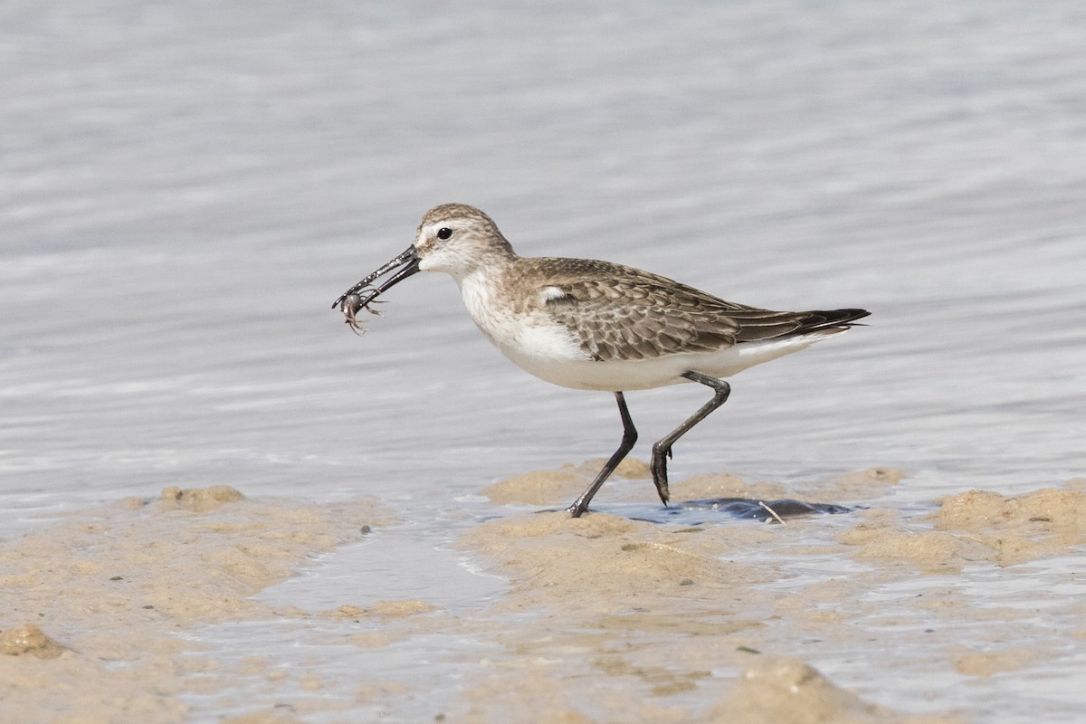 Curlew Sandpiper - ML625269449