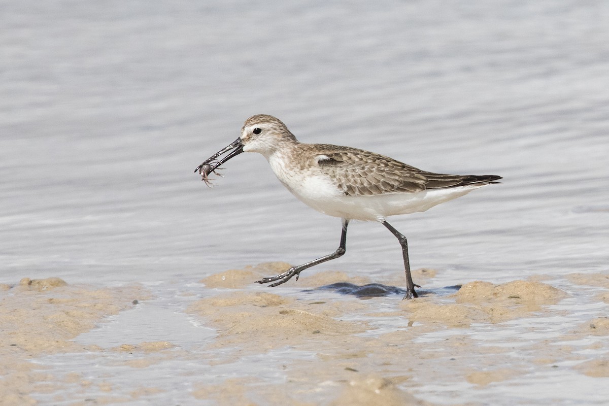 Curlew Sandpiper - ML625269450