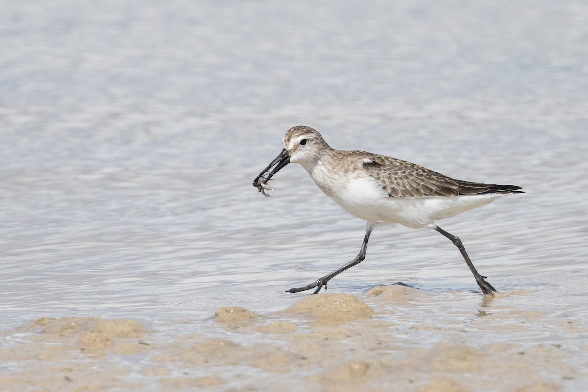 Curlew Sandpiper - ML625269451