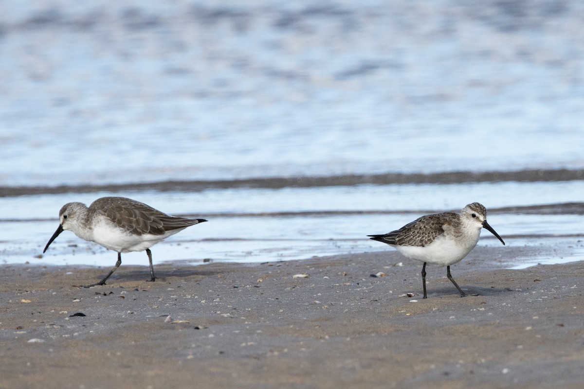 Curlew Sandpiper - ML625269452