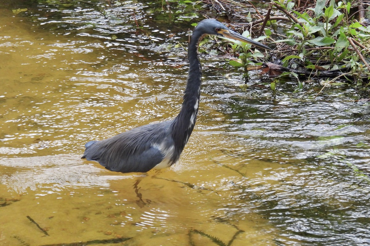 Tricolored Heron - ML625269462