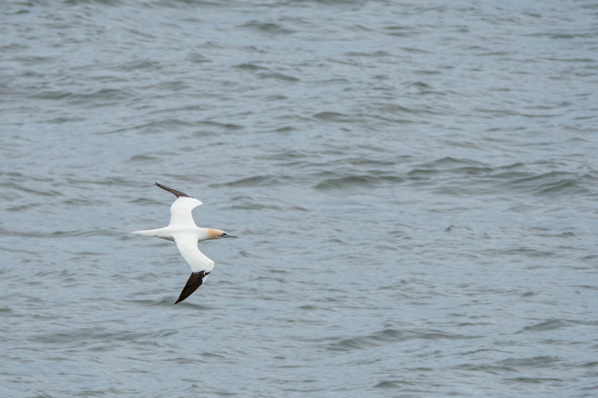 Northern Gannet - ML625269471