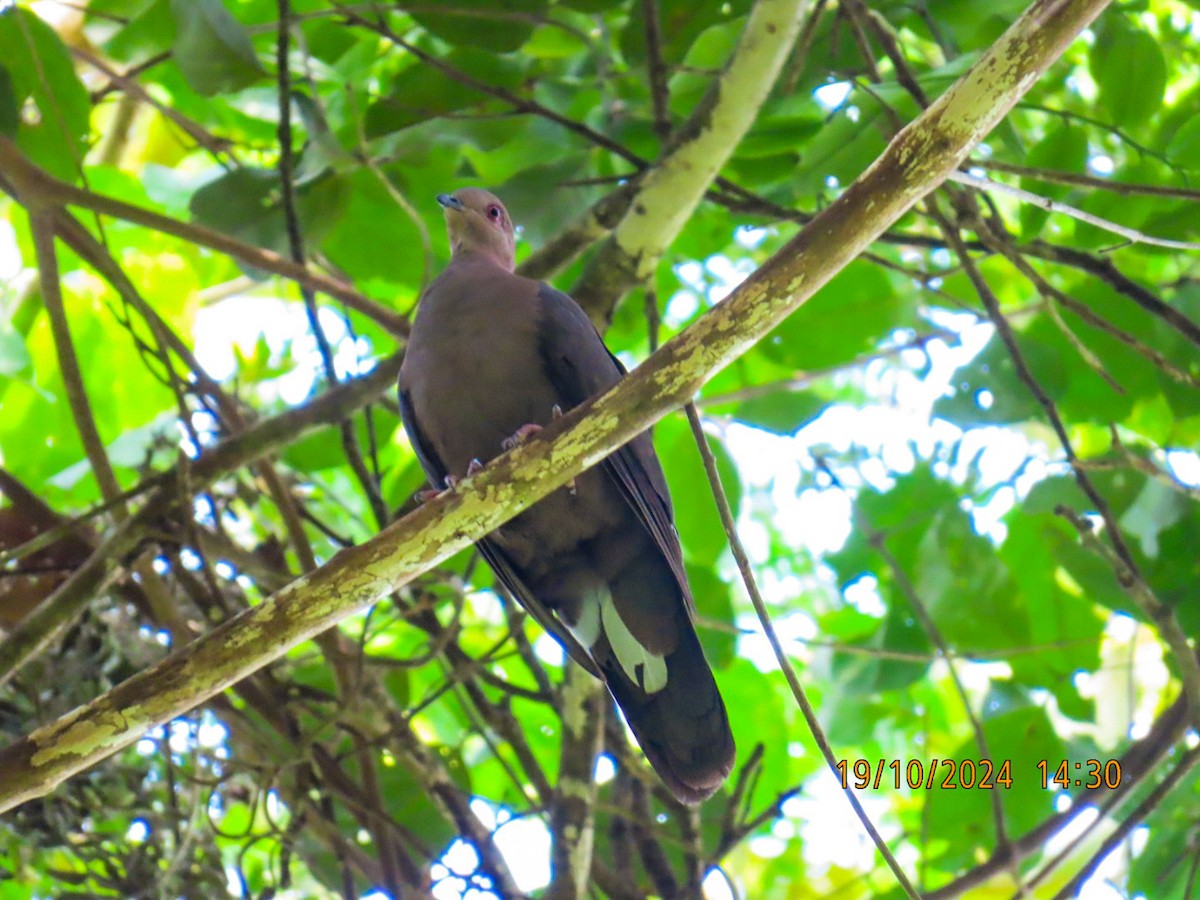 Plumbeous Pigeon - ML625269573