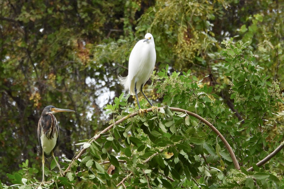 Snowy Egret - ML625269585