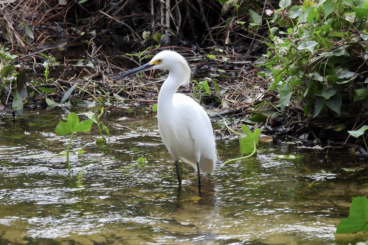 Snowy Egret - ML625269599