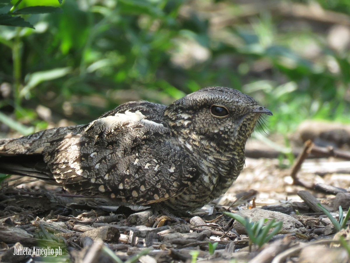 Scissor-tailed Nightjar - ML625269616