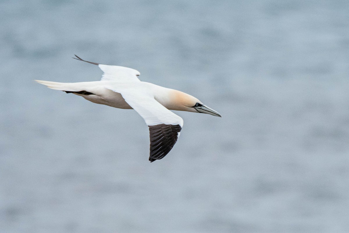 Northern Gannet - ML625269644
