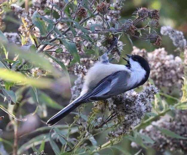 Black-capped Chickadee - ML625269745