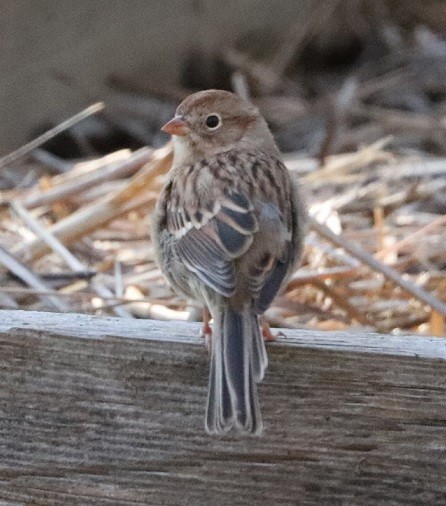 Field Sparrow - ML625269752