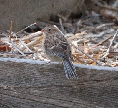 Field Sparrow - ML625269753