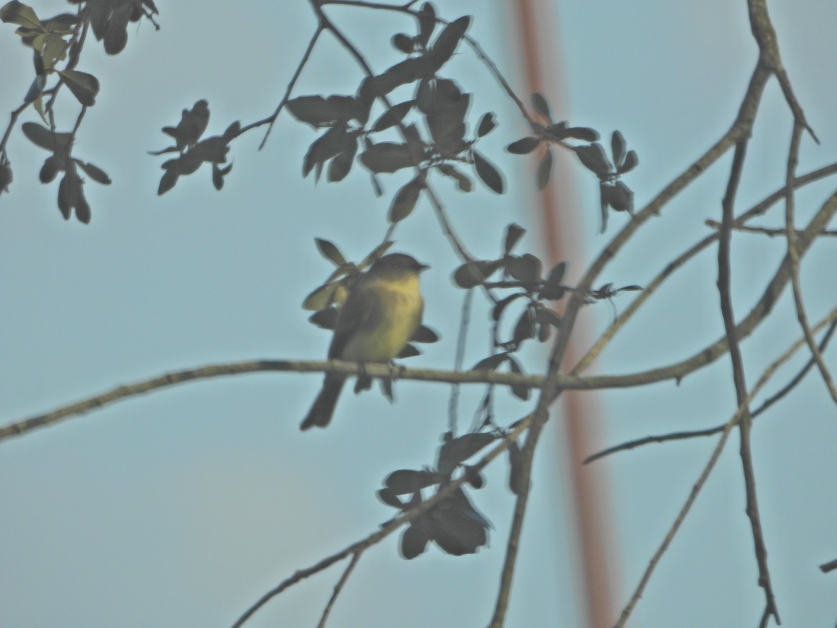 Eastern Phoebe - ML625269772