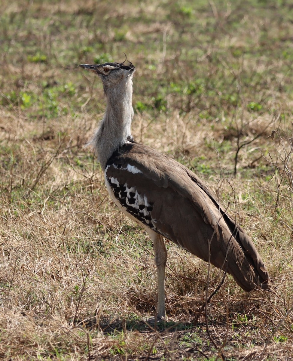 Kori Bustard - ML625269798