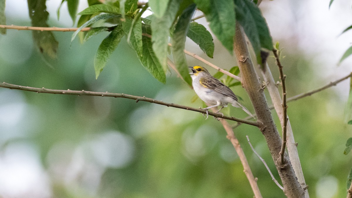 Yellow-browed Sparrow - ML625269836