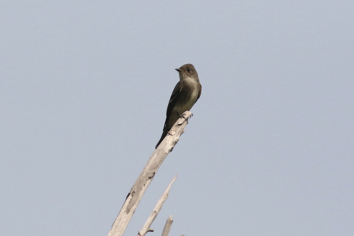 Western Wood-Pewee - ML625269920