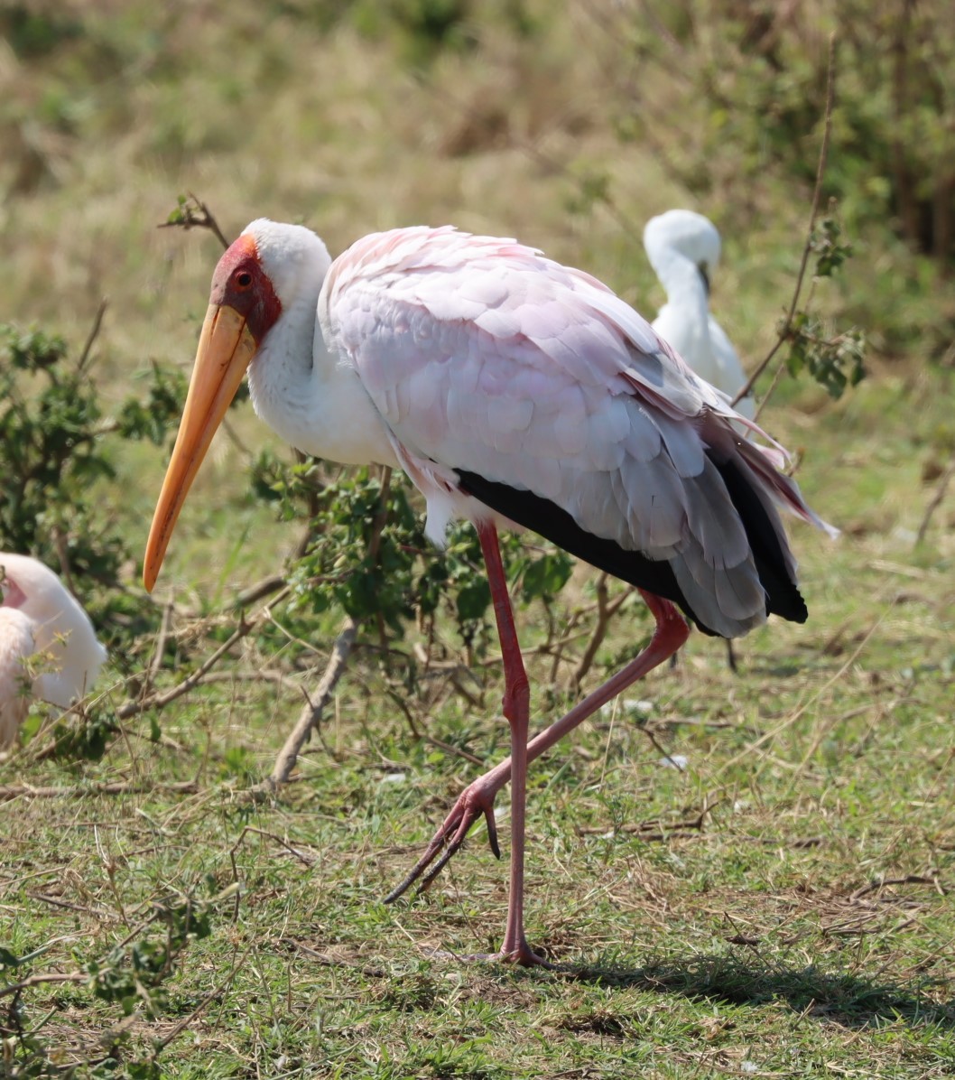 Yellow-billed Stork - ML625269933